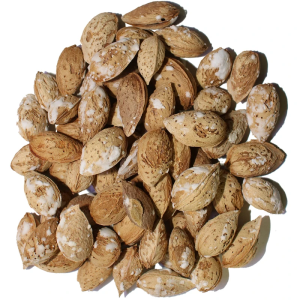 بادام درختی کاغذی شور فله