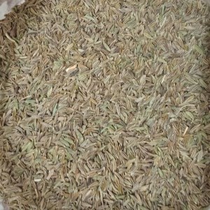 زیره سبز فله