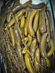 خیارشور حلب ویژه زرناز ریز(K303) فله 8کیلو خالص