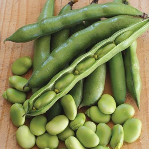 باقلا تازه ( میوه) باقالی