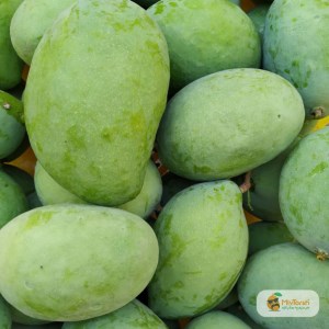 انبه سبز ترشی ( میوه)