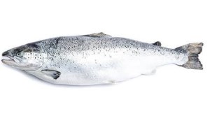 ماهی سالمون تازه فله