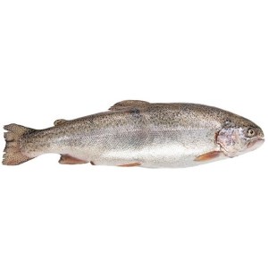 ماهی قزل الا تازه فله